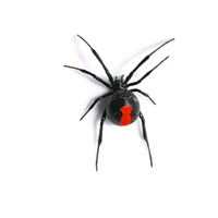 spiders pest control sydney