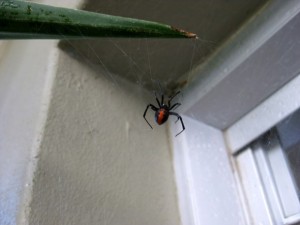 red back spiders sydney