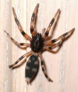 whitetail spiders sydney