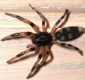 WHITETAIL SPIDERS